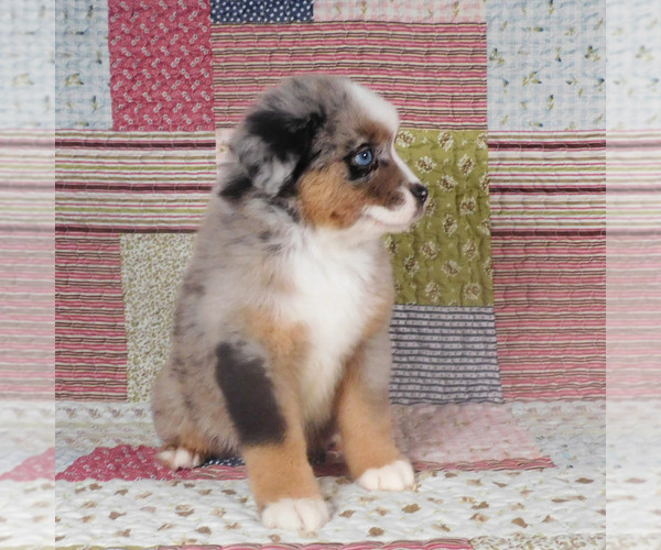 Medium Photo #7 Miniature Australian Shepherd Puppy For Sale in HARRISON, OH, USA