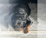 Small #8 Rottweiler