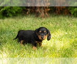 Small #16 Dachshund