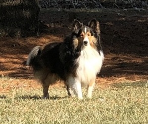 Father of the Shetland Sheepdog puppies born on 08/29/2025