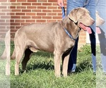 Small Photo #1 Labrador Retriever Puppy For Sale in NEOLA, WV, USA
