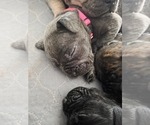 Small #13 Cane Corso