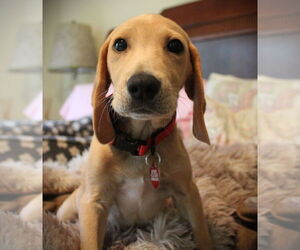 Beagle-Unknown Mix Dogs for adoption in Dunnellon, FL, USA