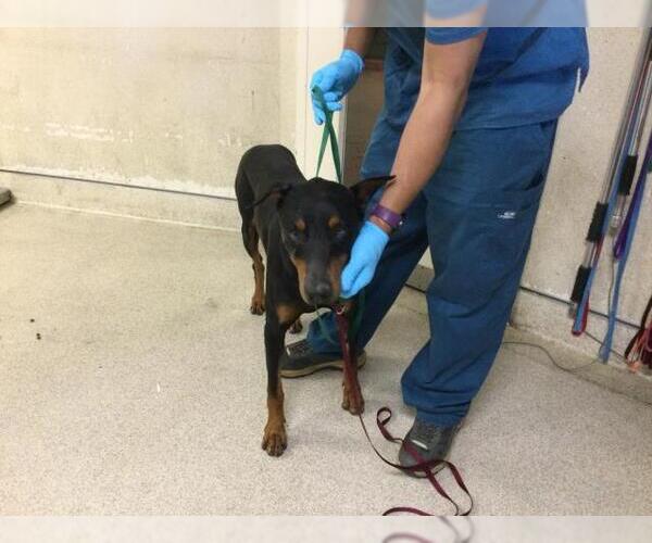 Medium Photo #1 Doberman Pinscher Puppy For Sale in Riverside, CA, USA