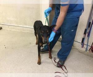 Doberman Pinscher Dogs for adoption in Riverside, CA, USA