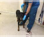 Small Doberman Pinscher