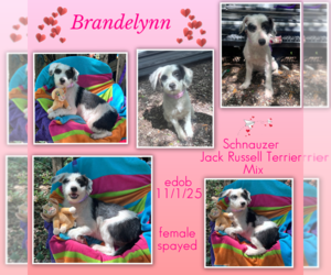 Jack Russell Terrier-Unknown Mix Dogs for adoption in Missouri City, TX, USA