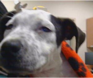 Mutt Dogs for adoption in Sacramento, CA, USA