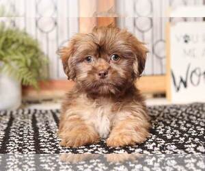 Shih Tzu Puppy for sale in NAPLES, FL, USA