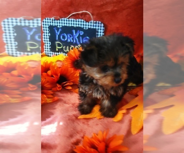 Medium Photo #6 Yorkshire Terrier Puppy For Sale in AKRON, OH, USA