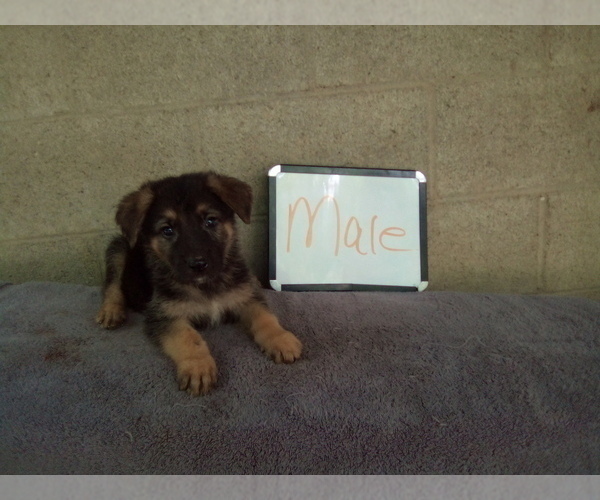 Medium Photo #9 German Shepherd Dog Puppy For Sale in LOGAN, OH, USA