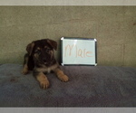 Small #8 German Shepherd Dog