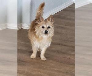 Mutt Dogs for adoption in San Antonio, TX, USA