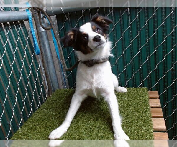 Medium Photo #1 Mutt Puppy For Sale in Downey, CA, USA