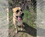 Small #5 Mastiff Mix