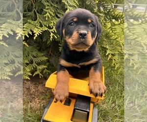 Rottweiler Puppy for sale in MIDDLEBURY, IN, USA