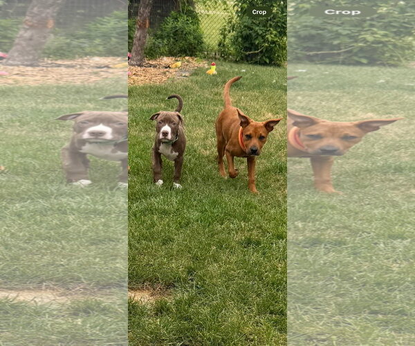 Medium Photo #5 Mutt Puppy For Sale in New London, WI, USA
