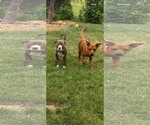 Small #4 Mutt