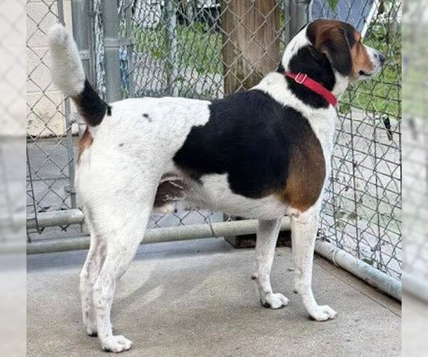 Medium Photo #3 Mutt Puppy For Sale in North Myrtle Beach, SC, USA