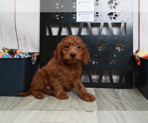 Goldendoodle (Miniature) Puppy for sale in MARIETTA, GA, USA