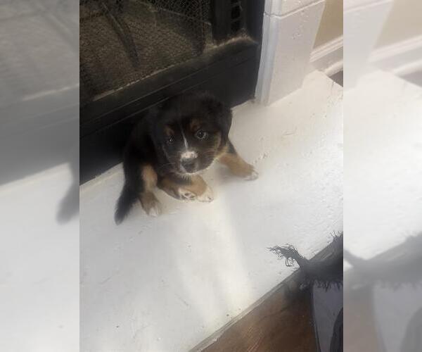 Medium Photo #1 Chow Chow-Unknown Mix Puppy For Sale in San Antonio, TX, USA