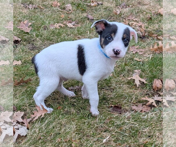 Medium Photo #6 Mutt Puppy For Sale in Brooklyn Center, MN, USA