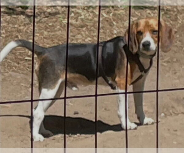 Medium Photo #2 Beagle Puppy For Sale in Oceanside, CA, USA