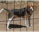Small #1 Beagle