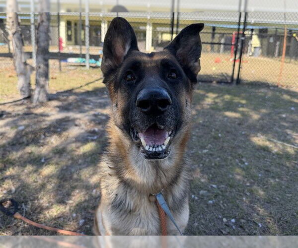 Medium Photo #1 German Shepherd Dog-Unknown Mix Puppy For Sale in Tavares, FL, USA