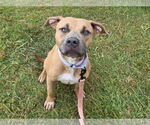 Small #2 American Pit Bull Terrier Mix