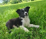 Small Photo #111 Border Collie Puppy For Sale in NORBORNE, MO, USA