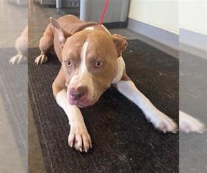 American Pit Bull Terrier Dogs for adoption in Orange, CA, USA
