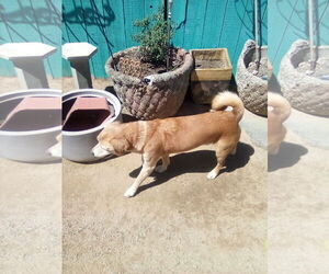 Sammy-his BFF is roomy - Male Beagle Dog for Adoption - Photo #8