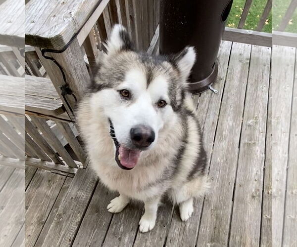 Medium Photo #6 Alaskan Malamute-Unknown Mix Puppy For Sale in Brooklyn Center, MN, USA