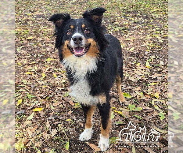 Medium Photo #1 Australian Shepherd Puppy For Sale in Irvine, CA, USA