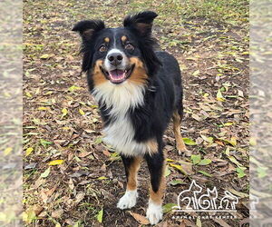 Australian Shepherd Dogs for adoption in Irvine, CA, USA