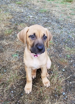 Medium Photo #1 Black Mouth Cur Puppy For Sale in GRAHAM, WA, USA