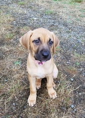Black Mouth Cur Puppy for sale in GRAHAM, WA, USA
