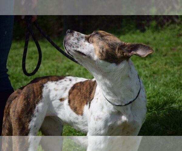Medium Photo #3 Mutt Puppy For Sale in Anniston, AL, USA