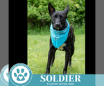 Small #5 Labrador Retriever Mix