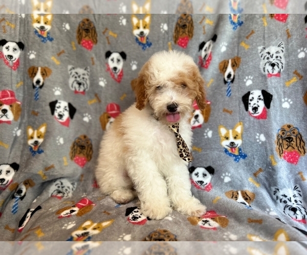 Medium Photo #9 Cockapoo Puppy For Sale in LAKELAND, FL, USA