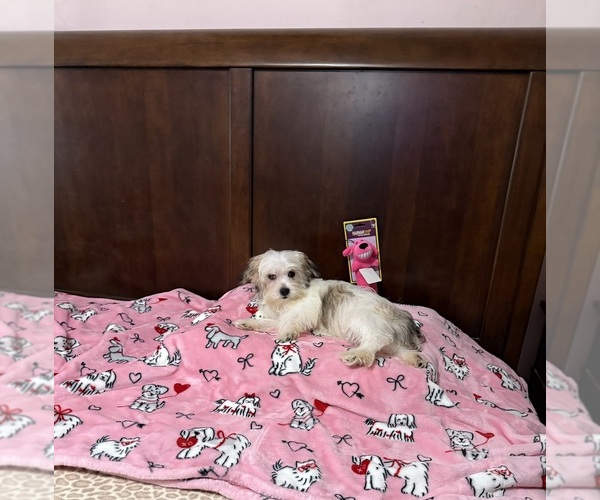 Medium Photo #1 Morkie Puppy For Sale in BENSON, NC, USA