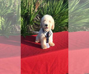 Goldendoodle-Poodle (Miniature) Mix Puppy for sale in WINTER HAVEN, FL, USA