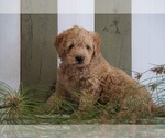Small Photo #4 Goldendoodle (Miniature) Puppy For Sale in FREDERICKSBG, OH, USA