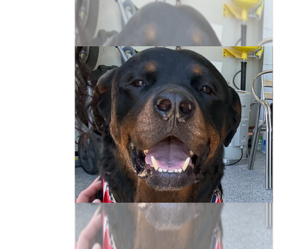Medium Photo #13 Rottweiler Puppy For Sale in Gilbert, AZ, USA