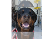Small #12 Rottweiler