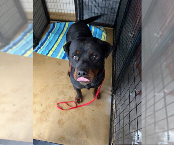 Medium Photo #1 Rottweiler-Unknown Mix Puppy For Sale in Riverside, CA, USA