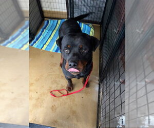 Rottweiler-Unknown Mix Dogs for adoption in Riverside, CA, USA