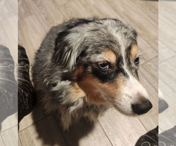 Medium Photo #2 Australian Shepherd-Unknown Mix Puppy For Sale in Farmington, MN, USA