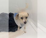 Small #1 Chihuahua Mix